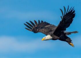 Eagle in golf